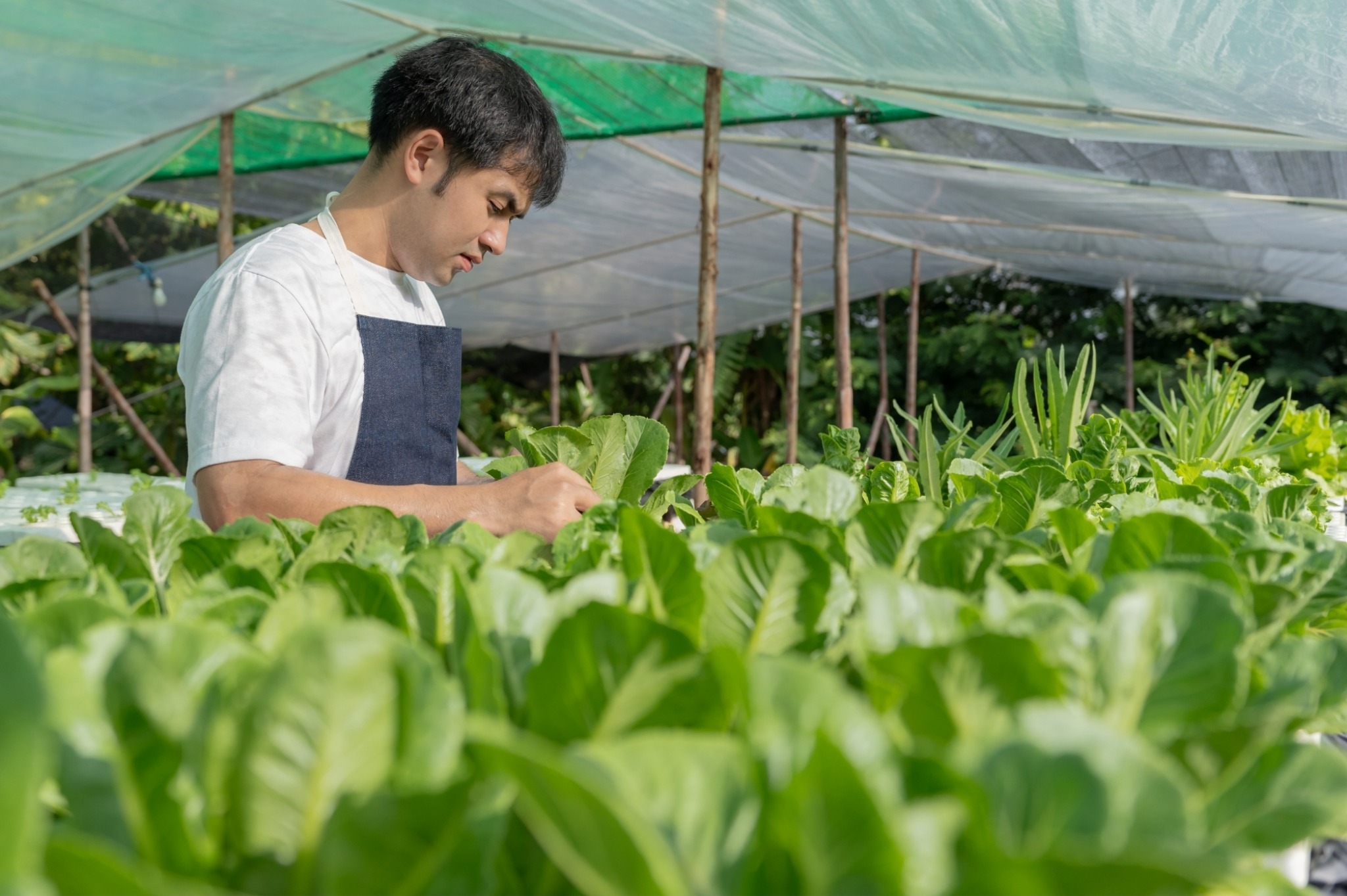 Grower working in a greenhouse field