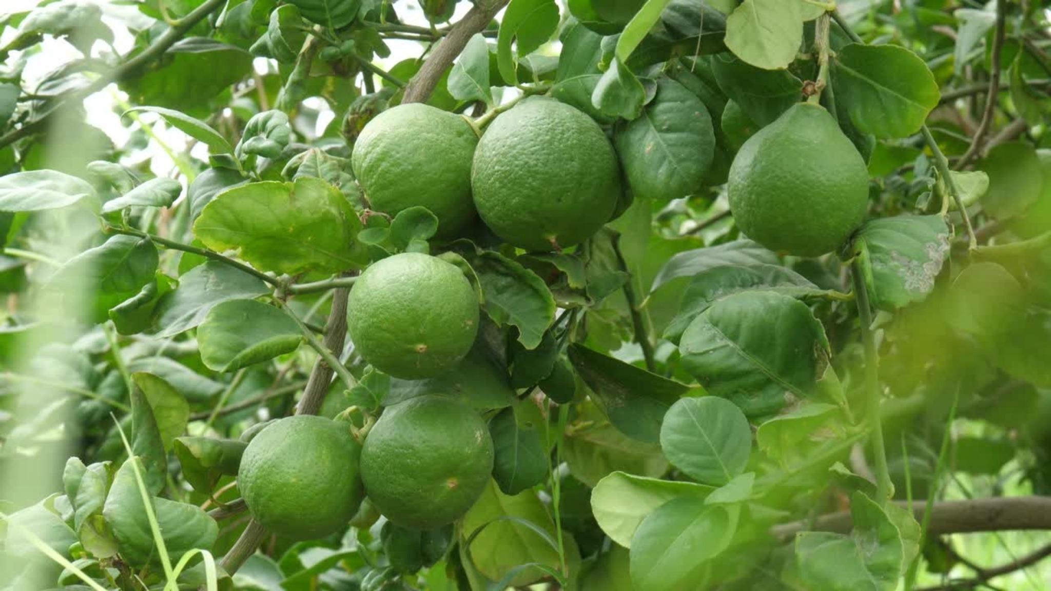 Limes growing on a tree