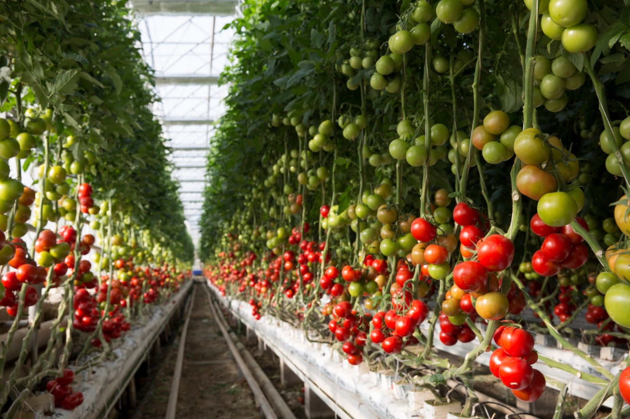 Tomatoes growing in a greenhouse