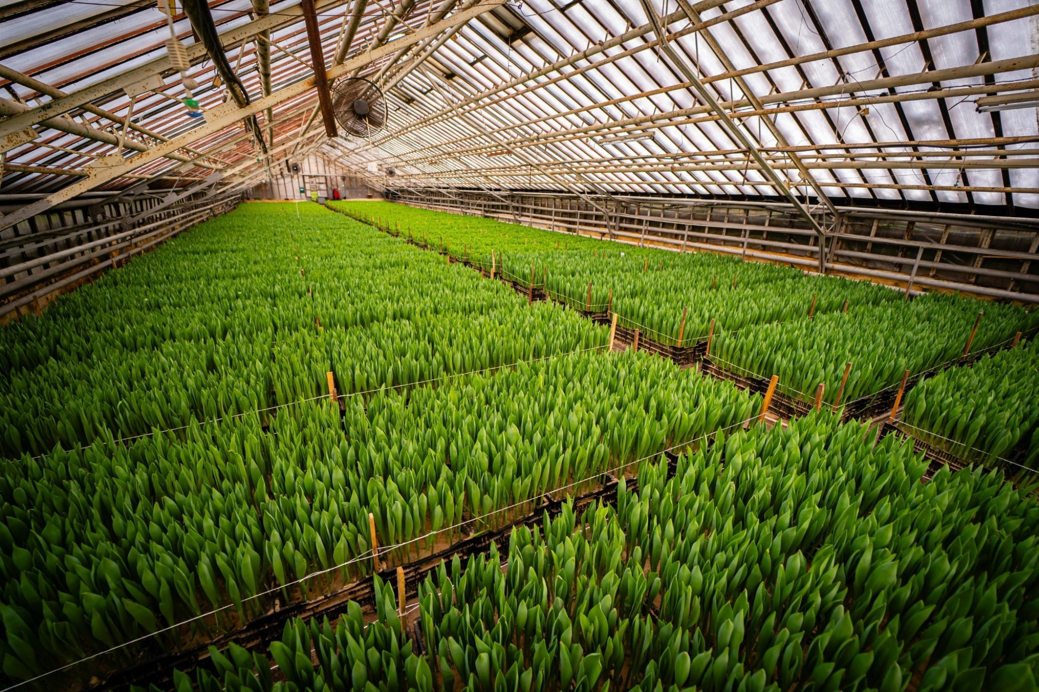 Greenhouse nursery with production trays