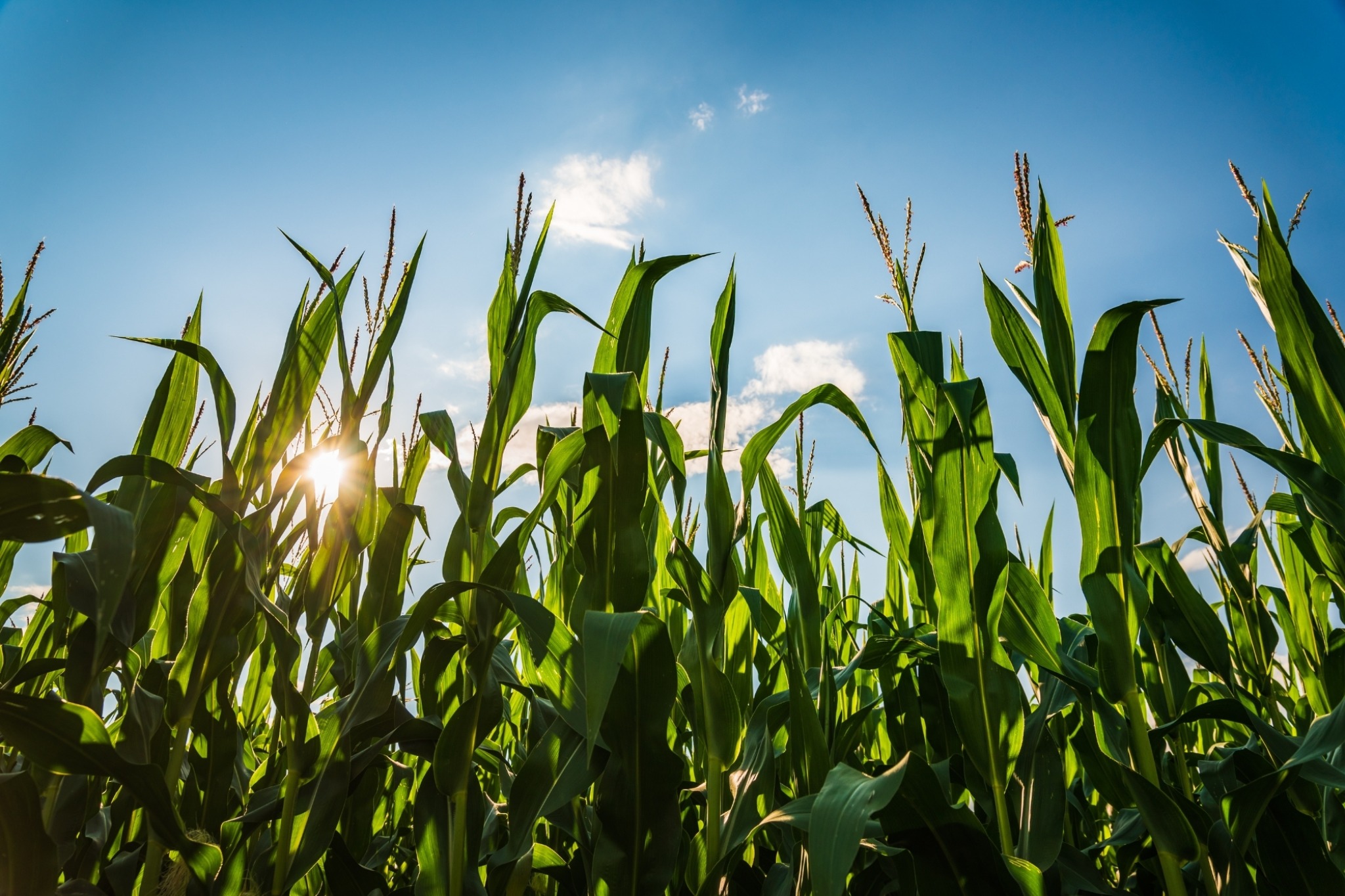 Corn field under blue sky