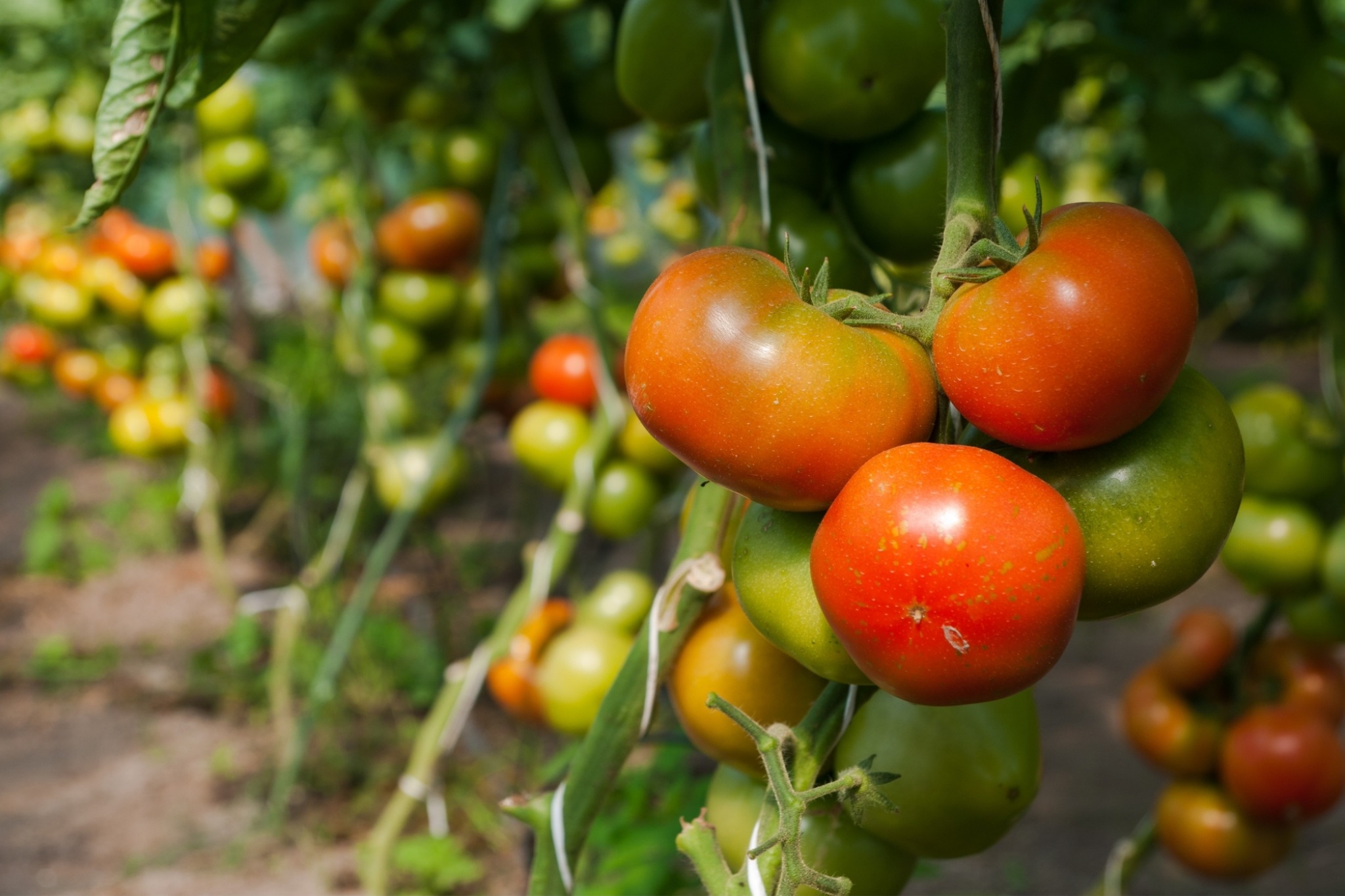Tomatoes ripening on the vine