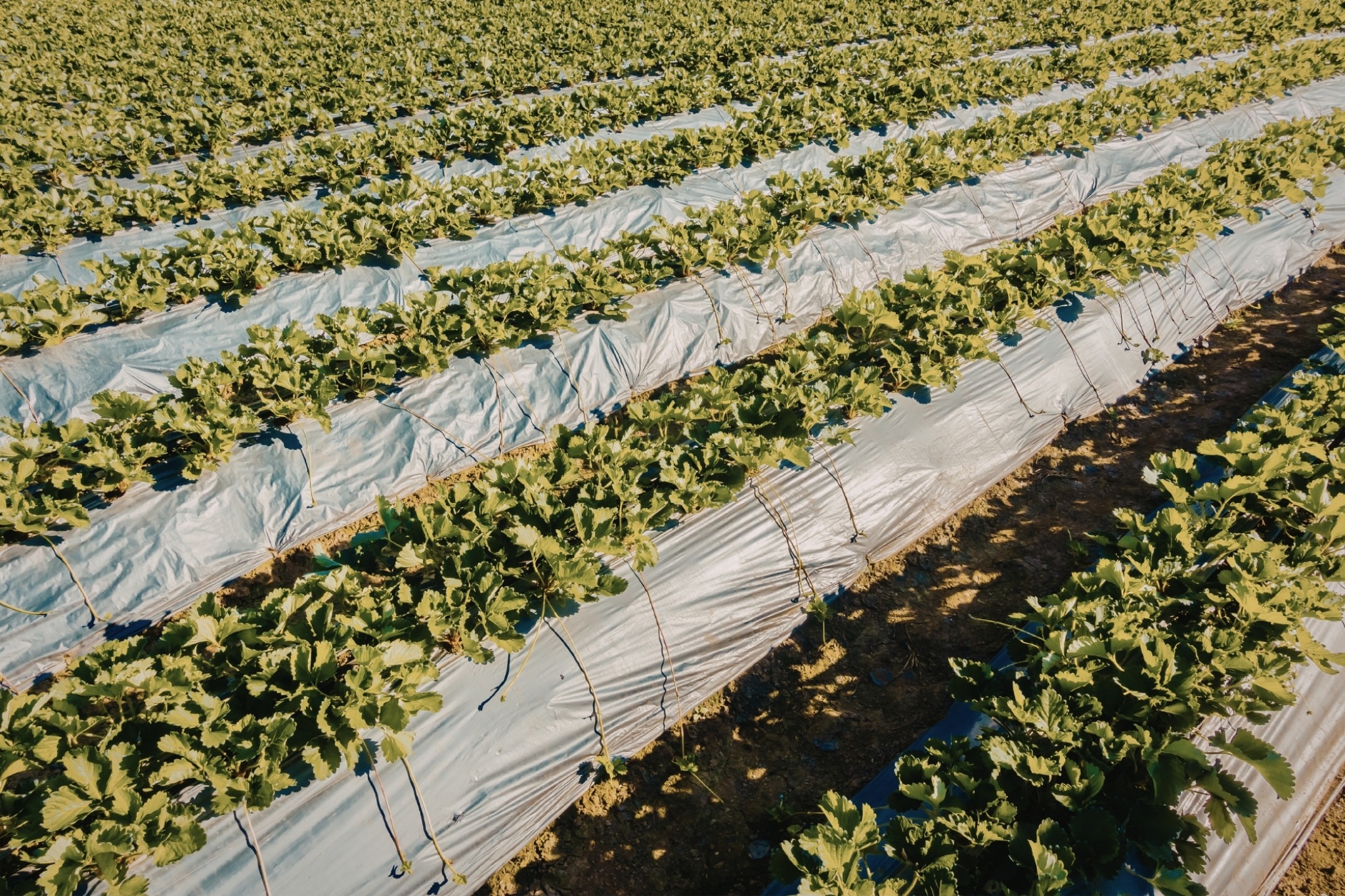 Field rows covered for quality control
