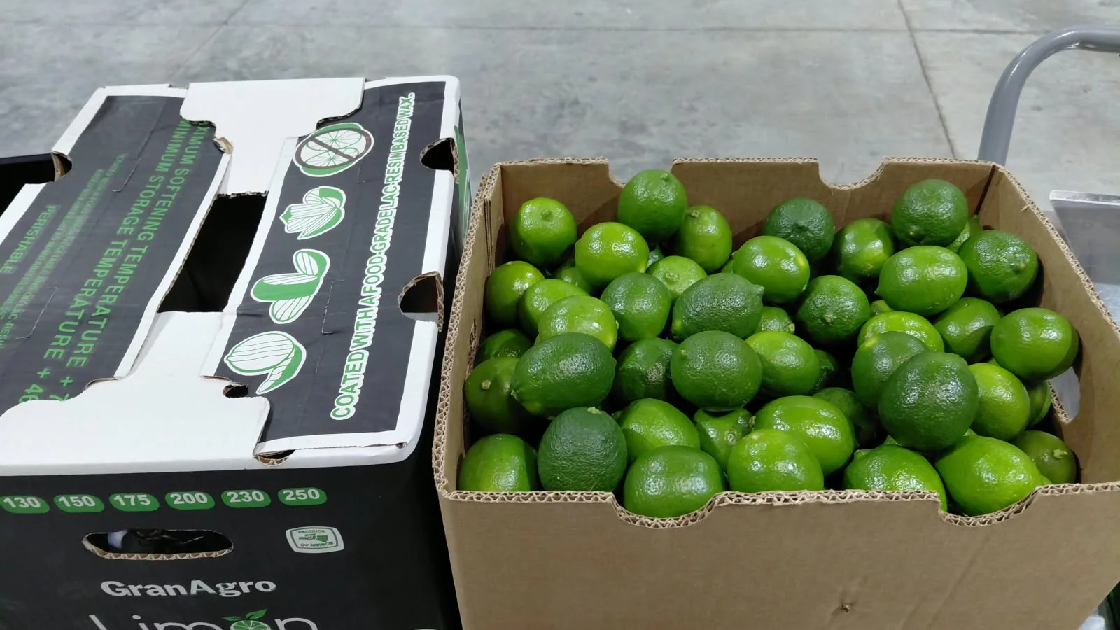 Fresh Mexican Persian limes packed for commercial buyers
