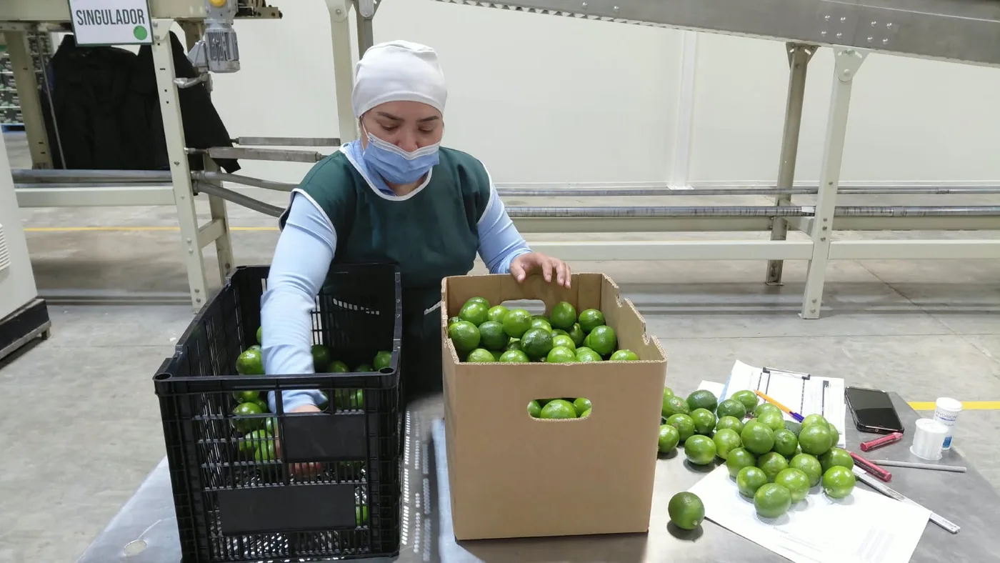 Persian limes being inspected and packed at a partner facility in Mexico